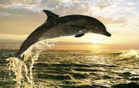 dolphin